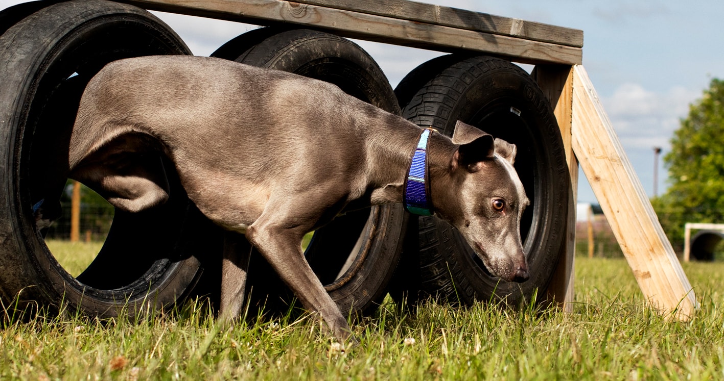 St Andrews Dog Run, book time on our website.