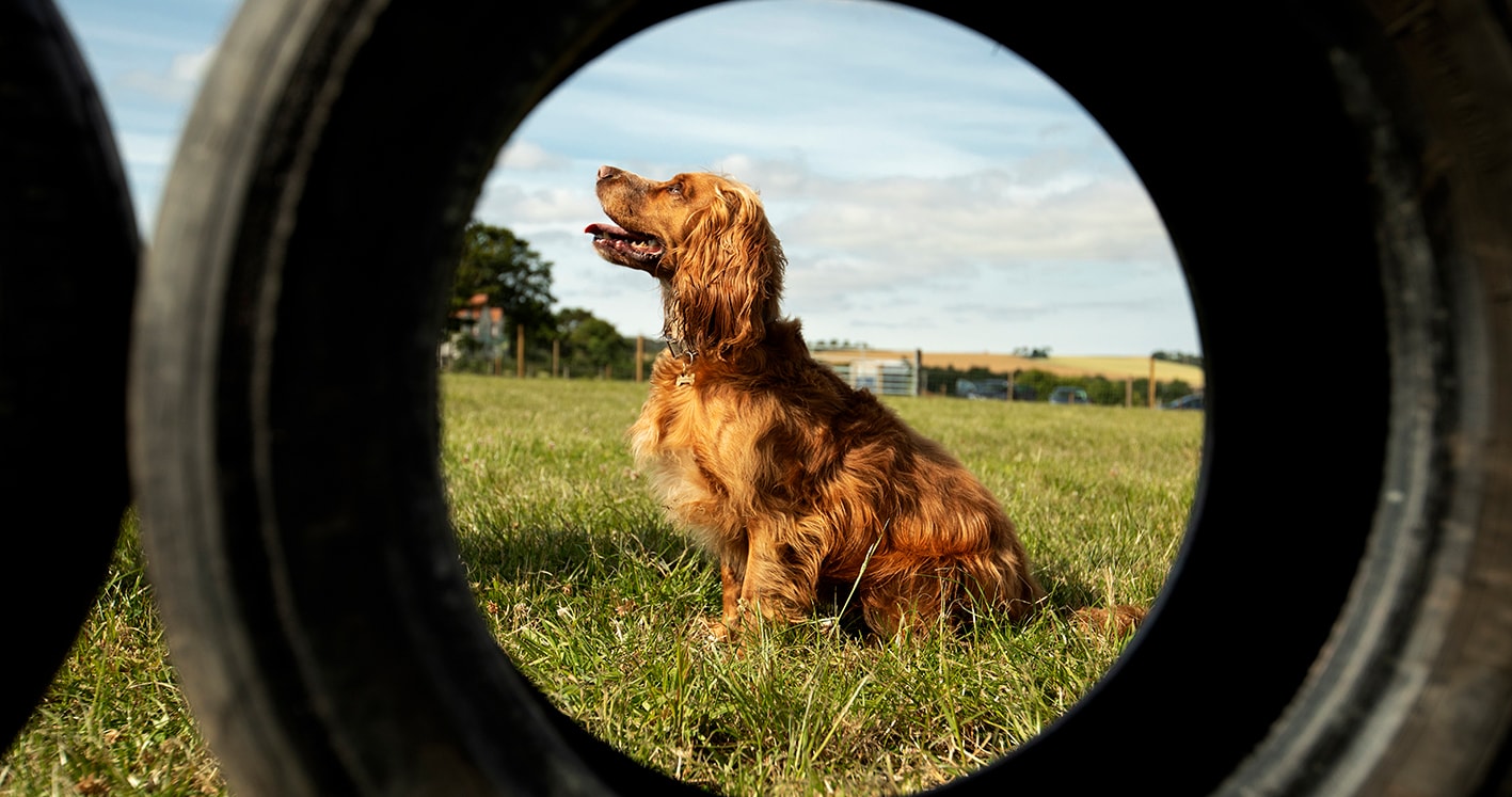 St Andrews Dog Run, book time on our website.