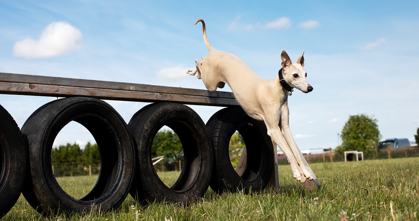 St Andrews Dog Run, book time on our website. St Andrews Dog Run, book time on our website.