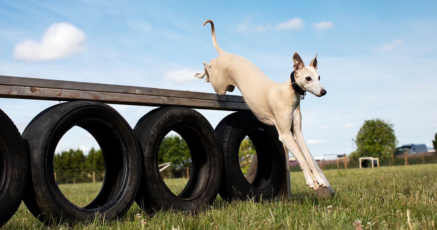 St Andrews Dog Run, book time on our website.