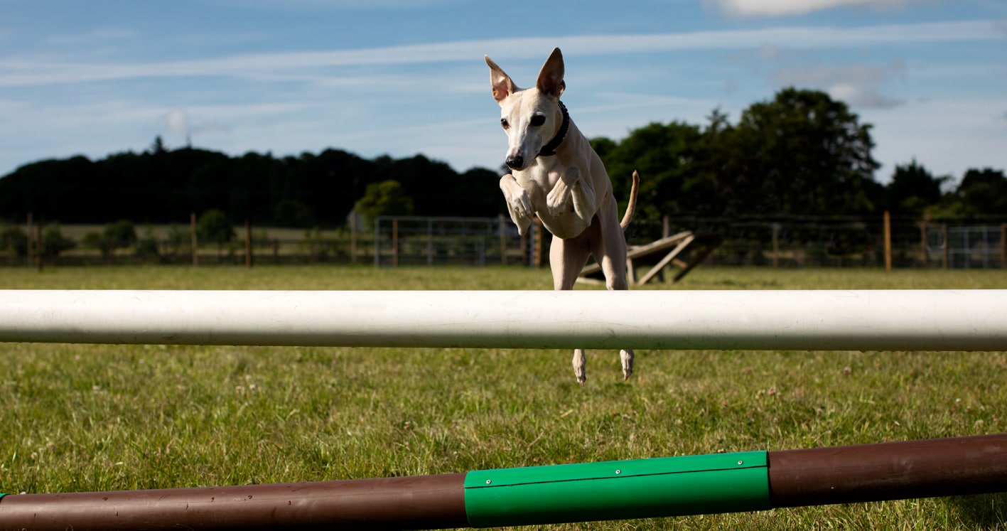 St Andrews Dog Run, book time on our website.