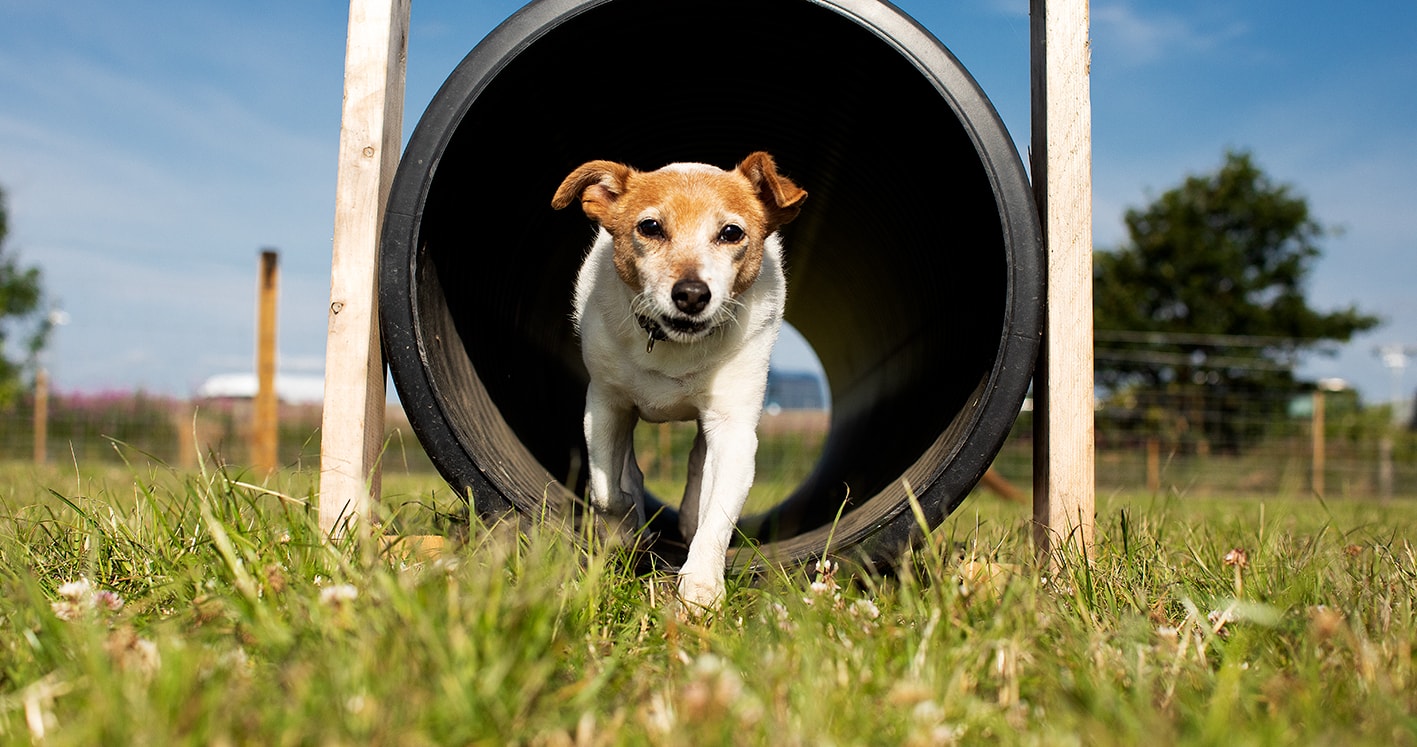 St Andrews Dog Run, book time on our website.