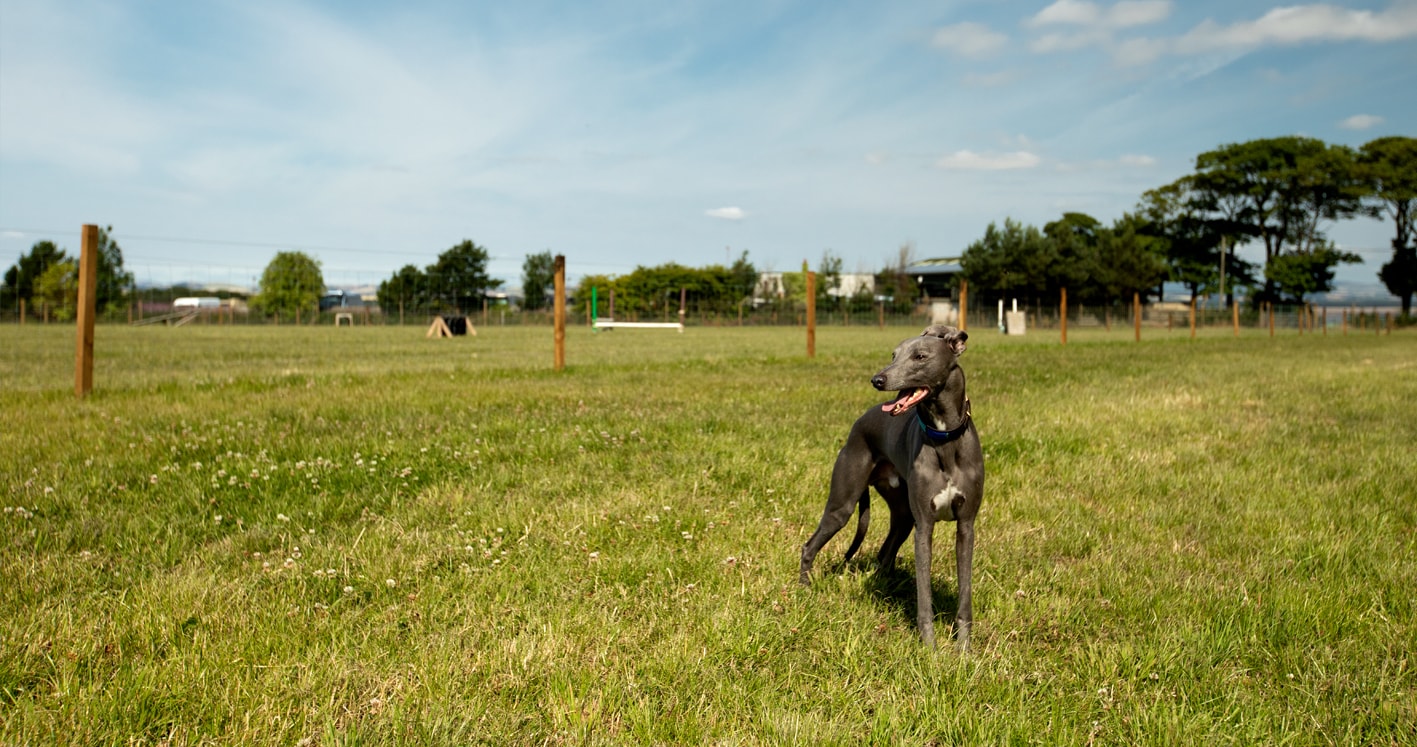 St Andrews Dog Run, book time on our website. St Andrews Dog Run, book time on our website.