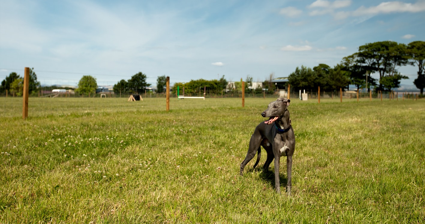 St Andrews Dog Run, book time on our website.