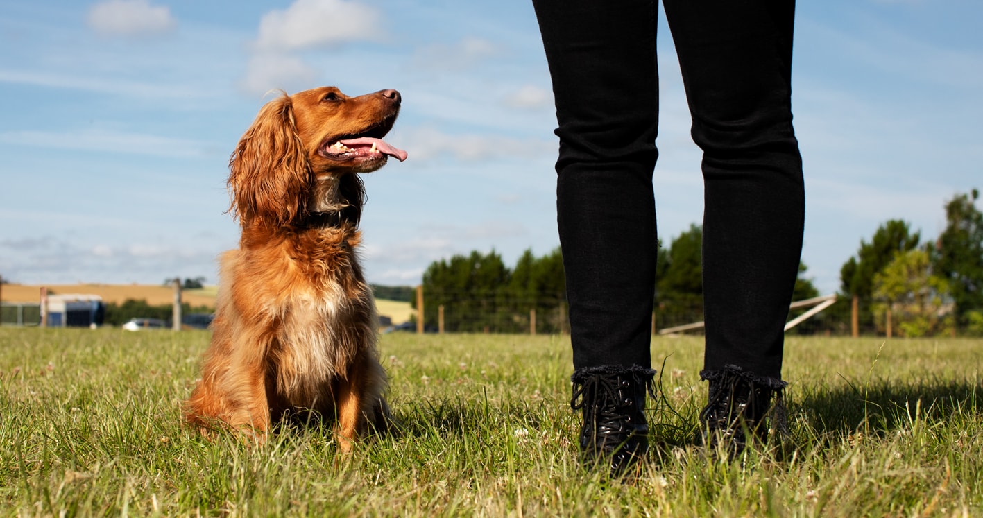 St Andrews Dog Run, book time on our website.