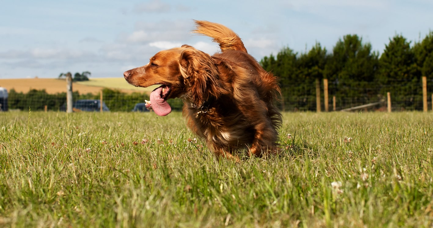 St Andrews Dog Run, book time on our website.