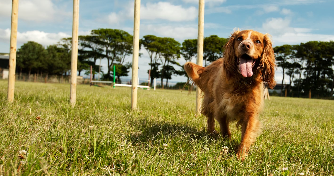 St Andrews Dog Run, book time on our website.