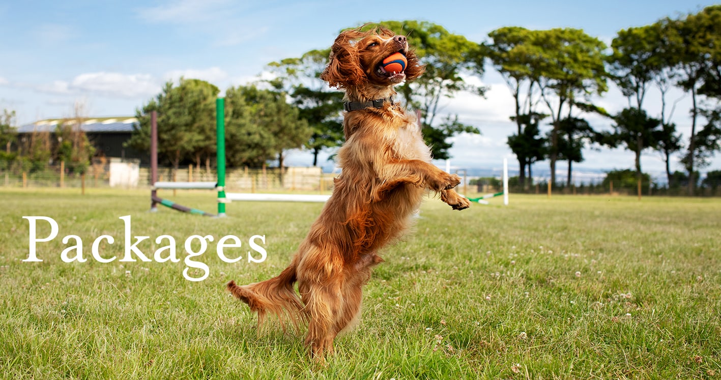 St Andrews Dog Run, book time on our website.