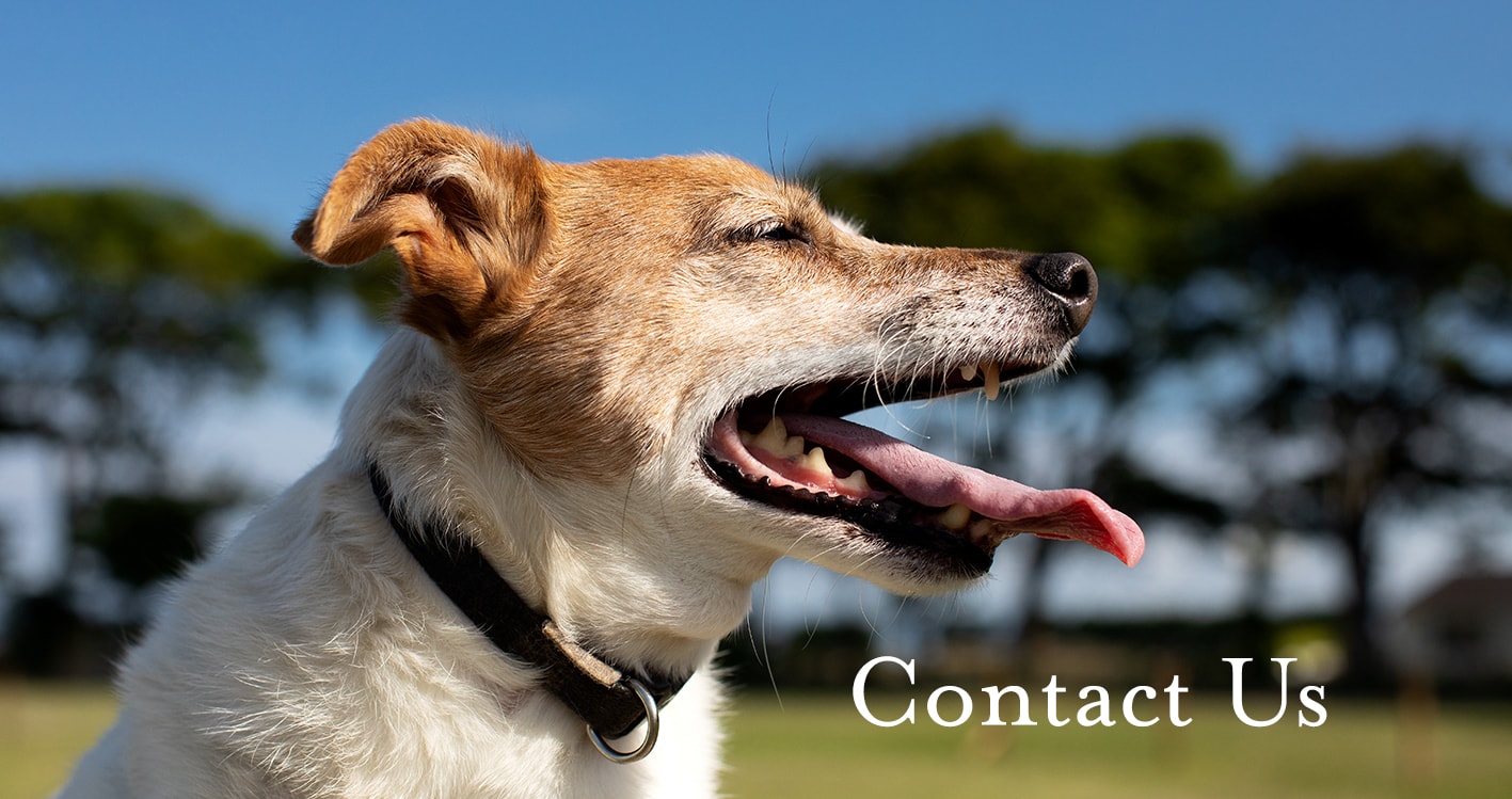 St Andrews Dog Run, book time on our website.