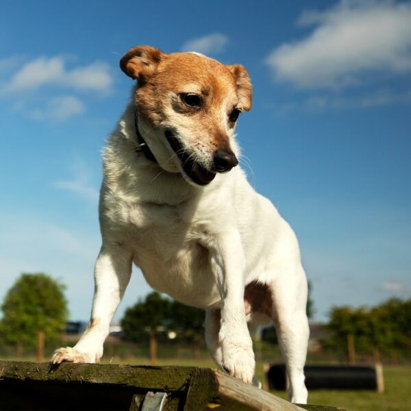 St Andrews Dog Run, book time on our website.