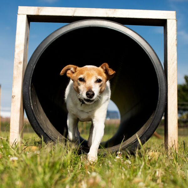 St Andrews Dog Run, book time on our website.