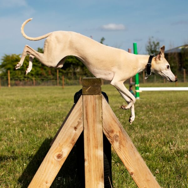 St Andrews Dog Run, book time on our website.