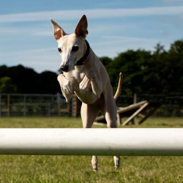 St Andrews Dog Run, book time on our website.