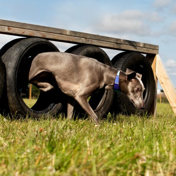 St Andrews Dog Run, book time on our website.