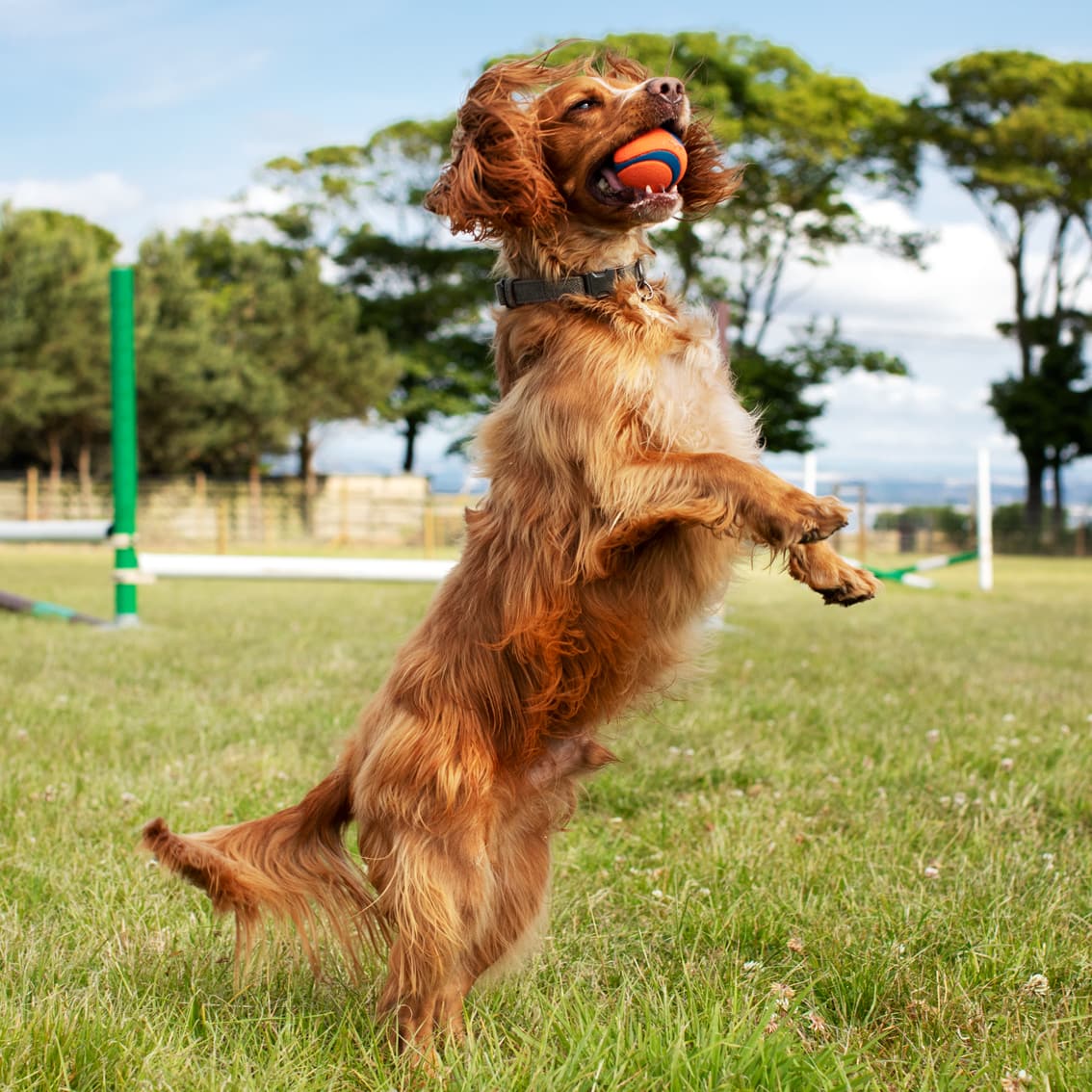 St Andrews Dog Run, book time on our website.