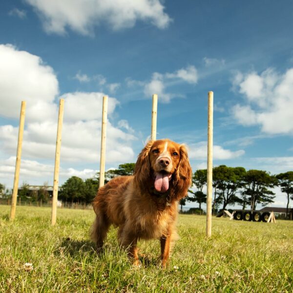 St Andrews Dog Run, book time on our website.