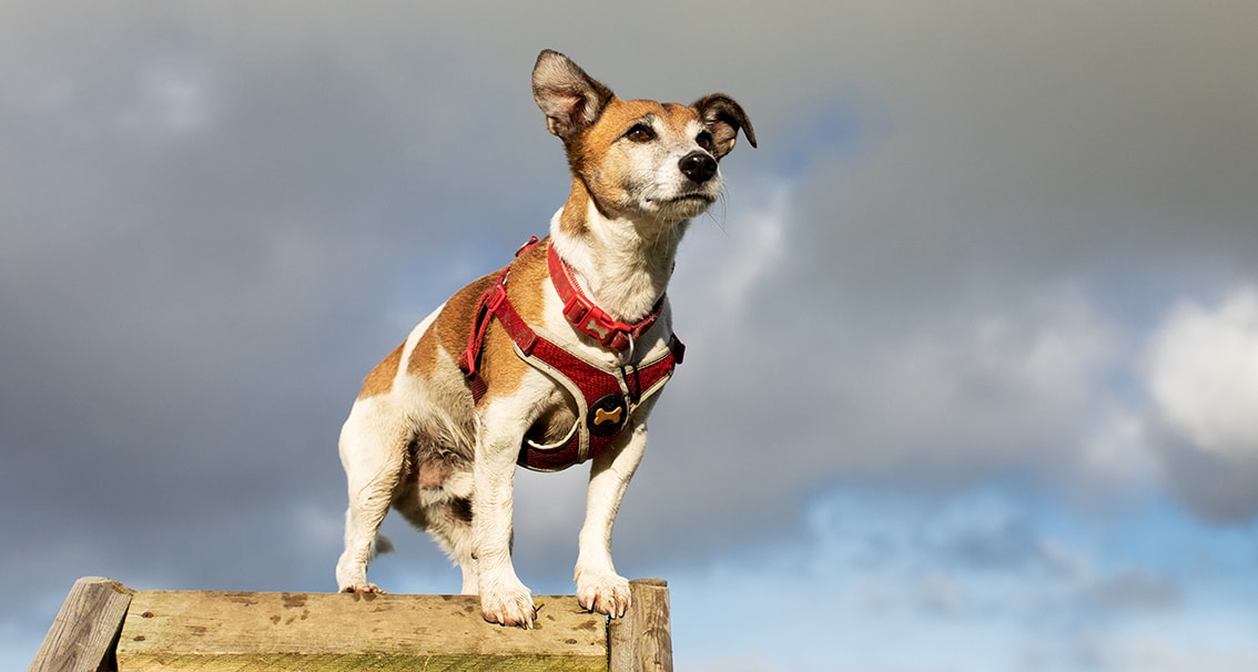 Bonnyton Farm Doggie Daycare, Kennels and Dog Runs.