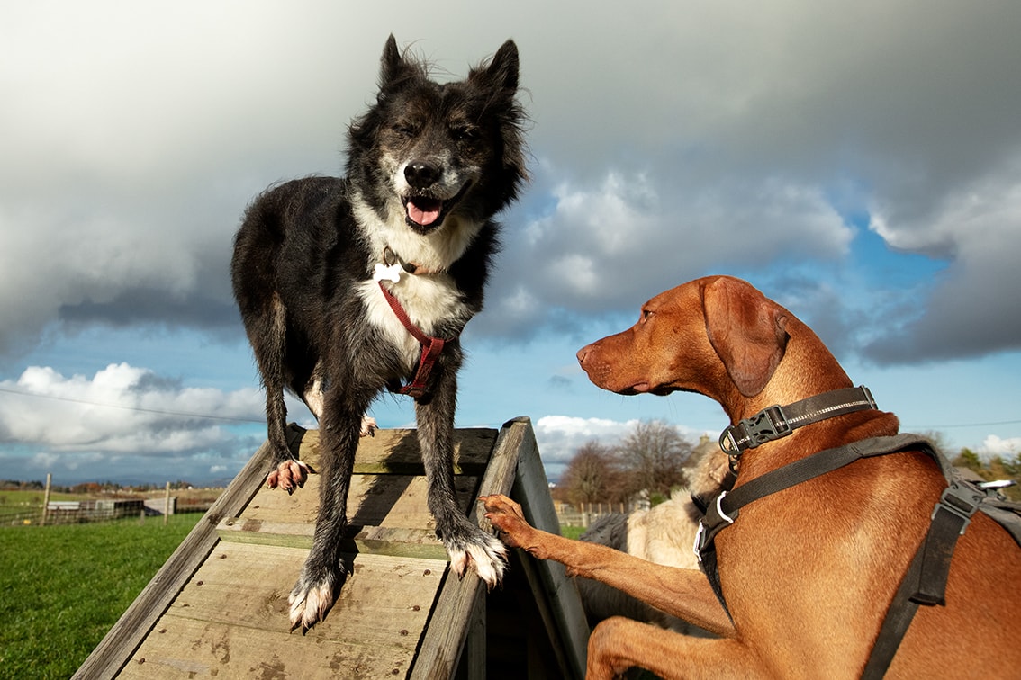 Bonnyton Farm Doggie Daycare, Kennels and Dog Runs.