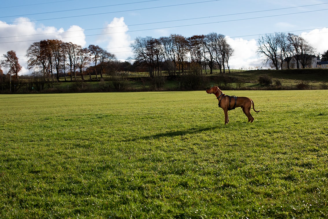 Bonnyton Farm Doggie Daycare, Kennels and Dog Runs.