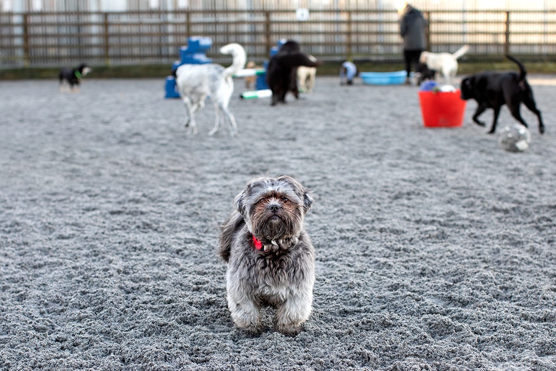 Bonnyton Farm Doggie Daycare, Kennels and Dog Runs.