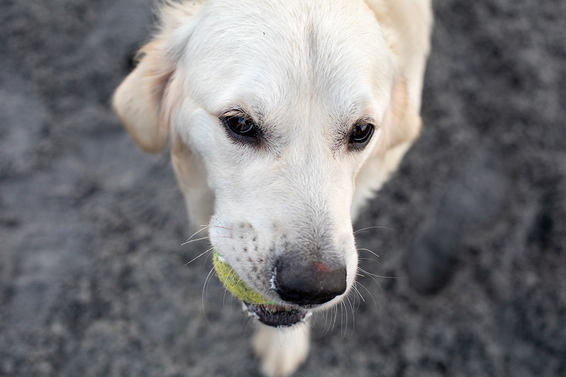 Bonnyton Farm Doggie Daycare, Kennels and Dog Runs.