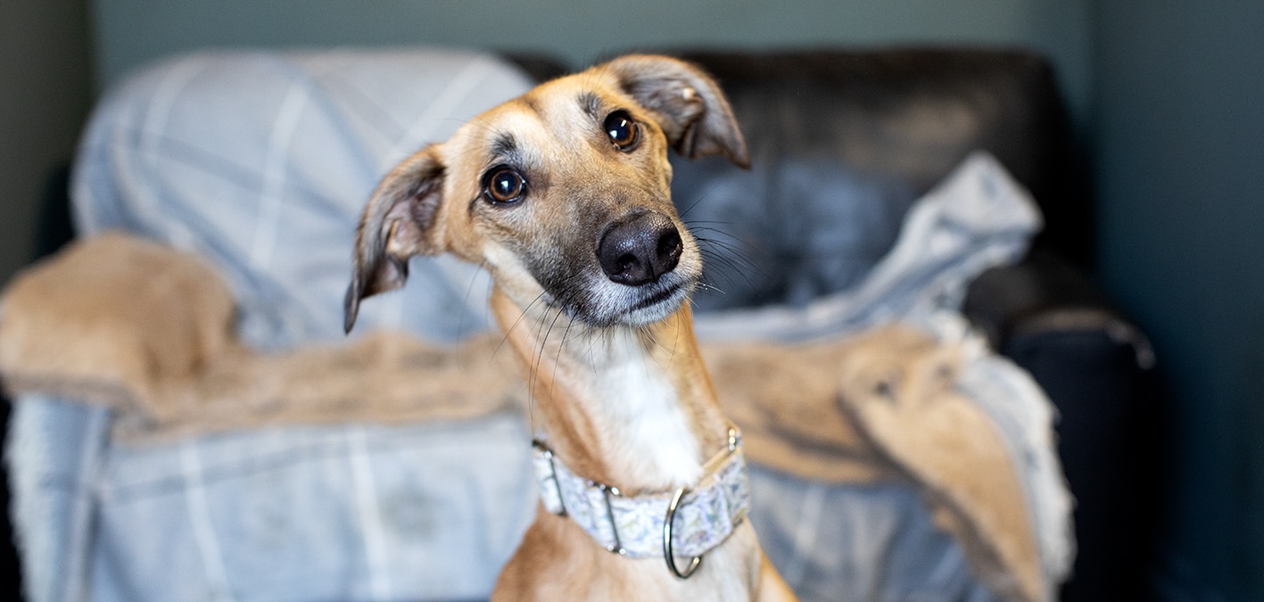 Bonnyton Farm Doggie Daycare, Kennels and Dog Runs.