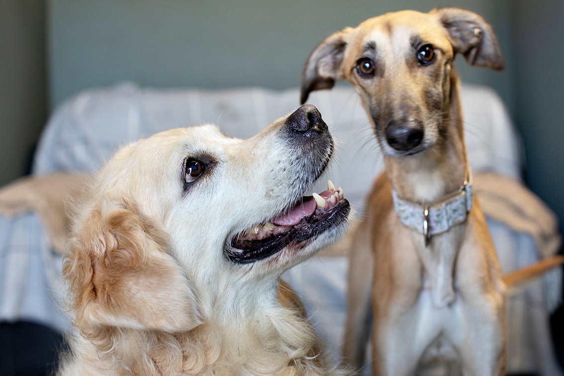 Bonnyton Farm Doggie Daycare, Kennels and Dog Runs.